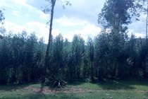 cache/29/df/29df131e2e84dbd3cc09756194214553.jpg{{ im.nameAfaanOromoo }