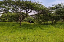 cache/a5/53/a553ef3f463db0409376417ad09d22f4.jpg{{ im.nameAfaanOromoo }