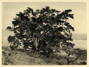 cache/c1/8a/c18ad99932a8684251d06cf140071b8a.jpg